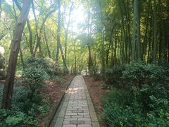 -上海佘山国家森林公园天马山园