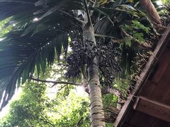 -海南槟榔谷黎苗文化旅游区