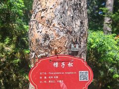 -黑龙江省森林植物园