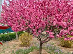 -南宫五洲植物乐园