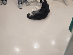 -共舞时光猫咖·狗咖(新街口店)