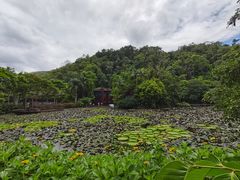 -野象谷景区