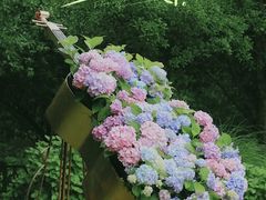 -上海共青森林公园
