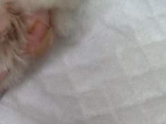 -北京观赏动物医院·24小时大型综合·猫专科·异宠专科