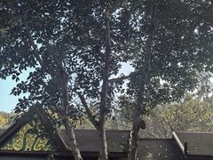 -西双版纳原始森林公园