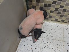 -上海大自然野生昆虫馆(东方明珠·爬宠昆虫探索中心)