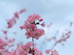 -南汇桃花村