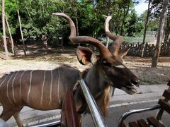 -清迈夜间动物园