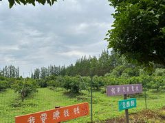 -前小桔亲子创意农场·草莓采摘·露营烧烤