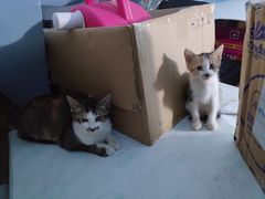 -宠物星动物医院·眼科·异宠·猫科(江南大道总院)