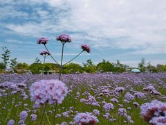 -杭州城北体育公园