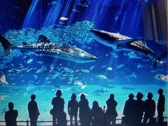 -悉尼海洋生物水族馆
