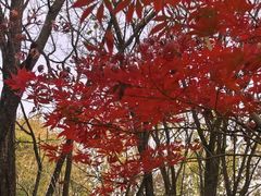 -洛阳市隋唐城遗址植物园