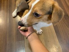 -柯斗斗主题餐厅·狗咖·围炉煮茶·茶饮(国瑞升平里店)