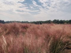 -艾溪湖湿地公园