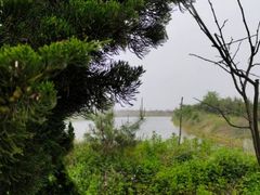 -渡海小渔村.老辈日照菜