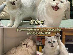 -猫十亿·布偶金渐层·曼基康矮脚猫舍(青年路店)