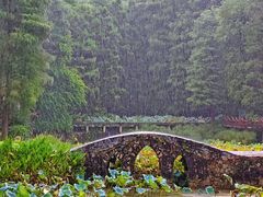 -深圳仙湖植物园