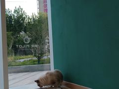 -飞行喵MR PILOT|猫舍·猫咖(静安大融城店)