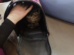 -美联众合动物医院·24h转诊中心