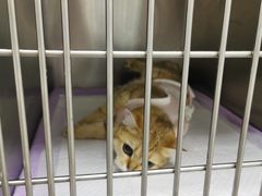 -中农国际动物医院24小时·猫科·骨科·急重症中心