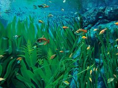 -上海海洋水族馆