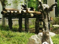 -卧龙中华大熊猫苑神树坪基地