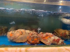 清蒸石头鱼-榕树下海鲜馆(坪山路店)