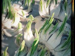 -万商花鸟市场