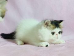 -Bastet sally猫舍购宠(静安店)