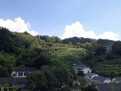 -龙井村