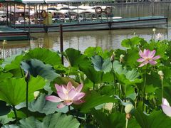 -莲花池公园