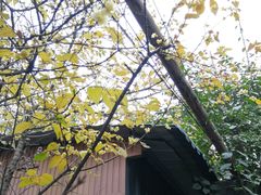 -三圣花乡旅游区