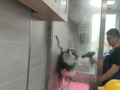 -宠福鑫康馨动物医院·骨科·眼科