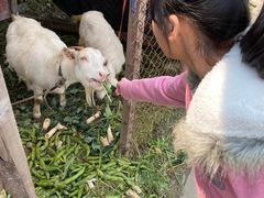 -小鱼草莓采摘园农家乐·小鱼餐厅
