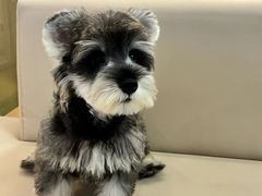 -翊宠yipet猫狗购宠庄园犬舍•猫舍