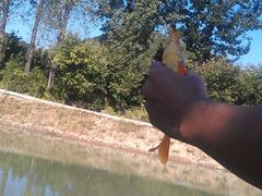 鱼塘风景-古韵山庄