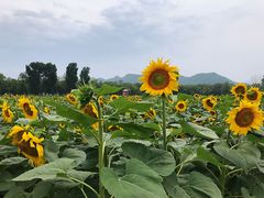 -北京东方普罗旺斯薰衣草庄园