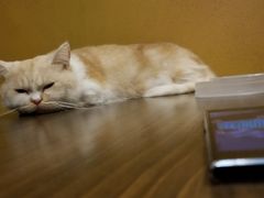-猫猫幼稚园·撸猫·桌游·电玩