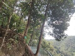 -九龙江国家森林公园