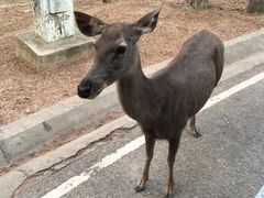 -清迈夜间动物园