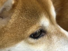 -中农国际动物医院24小时·猫科·骨科·急重症中心