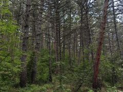 -帽儿山国家森林公园