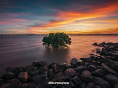 -宝安西湾红树林湿地公园