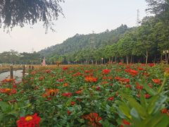 -顺峰山公园
