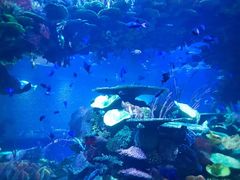 -迪拜帆船酒店海底餐厅