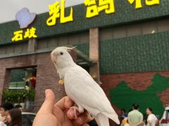 -石岐乳鸽村(南海第三分店)