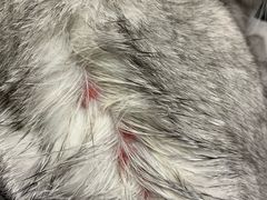 -康乐宝动物医院