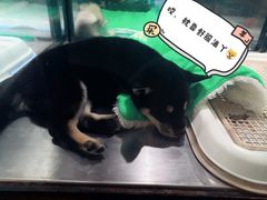 -宠物世家(仲盛世界商城店)