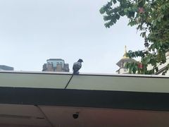 -甘榜格南公园